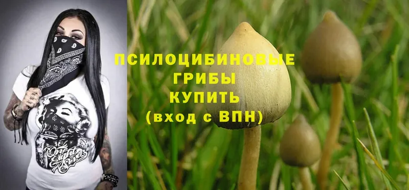 магазин продажи наркотиков  Каргополь  Псилоцибиновые грибы Psilocybe 